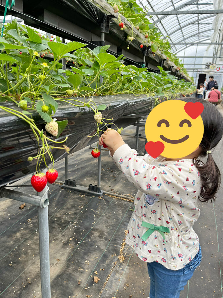 子どもでも簡単にいちご狩りができます